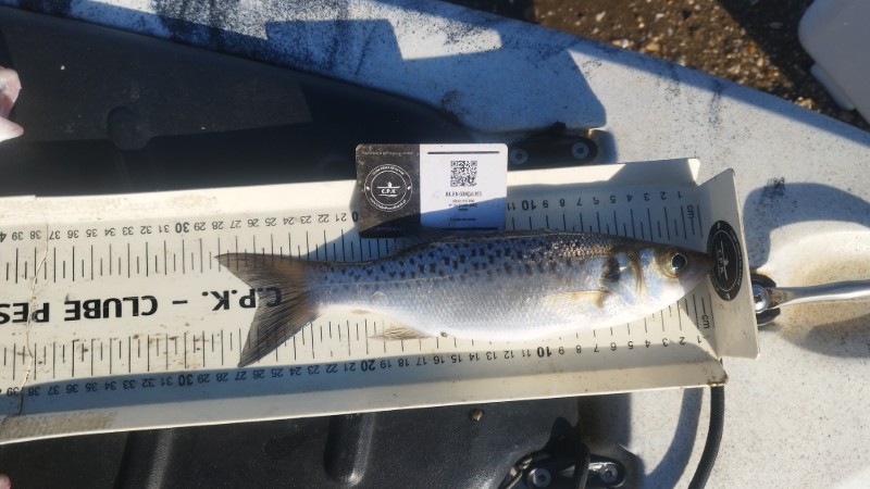 Fish Measure Picture